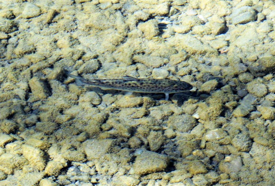 Fischen am Weissensee - © www.schuler-weissensee.at