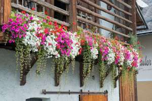 Blumenpracht am Weissensee - © werbeagentur as1 - alfred santner