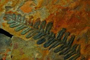 Versteinerung und Fossilien gibt es in der Region Nassfeld  - © nassfel.at