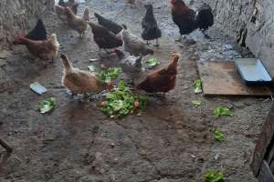 Die Hühner bereiten sich schon für die Gäste vor! - © www.urlaub-greifenburg.at